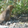 Spermophilus parryii, Arctic ground squirrel, Ecureuil terrestre arctique, Denali Park, Alaska