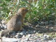Spermophilus parryii, Arctic ground squirrel, Ecureuil terrestre arctique, Denali Park, Alaska