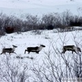 Caribous - Rangifer tarandus, le long de la Dempster Highway