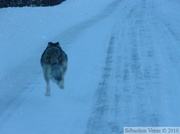 Loup - Canis lupus - sur la Dempster Highway