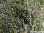 Phigalia pilosaria, la phalène velue, femelle