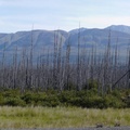 Zone brûlée, Alaska Highway, ouest du lac Kluane, Yukon _180