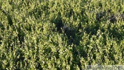 Betula glandulosa/nana, dwarf birches, bouleaux nains, Angelcomb Peak trail, Parc Tombstone, Dempster Highway, Yukon