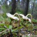 Moneses uniflora, Single Delight, Pyrole à une fleur, Auriol trail, Kluane Park, Yukon