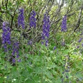 Delphinium sp., Larkspur, dauphinelle, Auriol trail, Kluane Park, Yukon