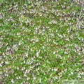 Linnaea borealis, Twinflower, Linnée boréale, Auriol trail, Kluane Park, Yukon