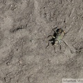 Cicindela decemnotata, Badlands tiger Beetle, Sheep Creek trail, Kluane Park, Yukon