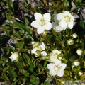 Parnassia palustris, Marsh Grass-of-Parnassus, Parnassie des marais, Sheep Creek trail, Kluane Park, Yukon