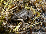 Rana sylvatica, Wood frog, Grenouille des bois, Hidden Lake Trail, Tetlin wildlife refuge, Alaska