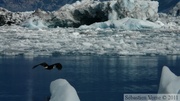 Haliaeetus leucocephalus, Bald eagle, Pygargue à tête blanche, Columbia bay, Columbia glacier, Prince William sound cruise, Alaska
