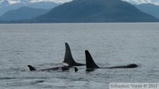 Orcinus orca, Killer whales, Orques