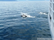 Phocoenoides dalli, Dall's porpoise, Marsouin de Dall, Prince William sound cruise, Alaska