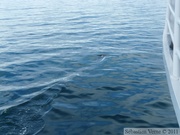 Phocoenoides dalli, Dall's porpoise, Marsouin de Dall, Prince William sound cruise, Alaska