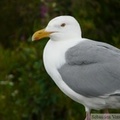 Larus smithsonianus, American Herring Gull, Goéland hudsonien, Denali Highway, Alaska