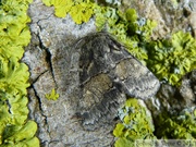 Gluphisa crenata, Crenelée