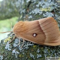 Lasiocampa quercus, Bombyx du chêne, femelle