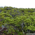 Juniperus communis, Common Juniper, Genévrier commun, Summit Creek, White Pass area, Colombie Britannique, Canada