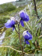 Aconitum delphiniifolium, Mountain Monkshood, Aconit, Summit Creek, White Pass area, Colombie Britannique, Canada