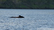 Ursus americanus, Ours noir, Black Bear, Teslin River, Yukon, Canada