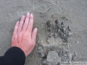 Ursus americanus, Black bear track, empreinte d'ours noir, Teslin River, Yukon, Canada