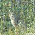 Lynx canadensis, Lynx du Canada, Dawson City, Yukon, Canada