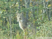 Lynx canadensis, Lynx du Canada, Dawson City, Yukon, Canada