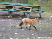 Vulpes vulpes, Red fox, Renard roux, Yukon River Campground, Dawson City, Yukon, Canada