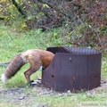 Vulpes vulpes, Red fox, Renard roux, Yukon River Campground, Dawson City, Yukon, Canada