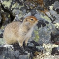 Spermophilus parryii, Arctic ground squirrel, Ecureuil terrestre arctique, Goldensides trail, Tombstone Park, Dempster Highway, Yukon, Canada