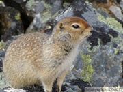 Spermophilus parryii, Arctic ground squirrel, Ecureuil terrestre arctique, Goldensides trail, Tombstone Park, Dempster Highway, Yukon, Canada