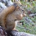 Tamiasciurus hudsonicus, Red squirrel, Écureuil roux, Grizzli Lake trail, Tombstone Park, Yukon, Canada