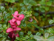 Vaccinium vitis-idaea ssp. minus, Mountain cranberry, Airelle rouge, Grizzli Lake trail, Tombstone Park, Yukon, Canada