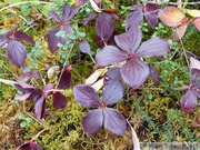 Cornus canadensis, cornouiller du Canada, bunchberry, Grizzli Lake trail, Tombstone Park, Yukon, Canada