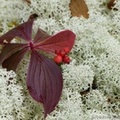 Cornus canadensis et lichens, cornouiller du Canada, bunchberry, Grizzli Lake trail, Tombstone Park, Yukon, Canada