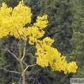Peuplier faux-tremble, Populus tremuloides, L'or du Yukon, Grizzli Lake trail, Tombstone Park, Yukon, Canada