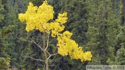 Peuplier faux-tremble, Populus tremuloides, L'or du Yukon, Grizzli Lake trail, Tombstone Park, Yukon, Canada