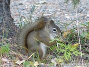 Tamiasciurus hudsonicus, Red squirrel, Écureuil roux, Tok, Alaska