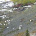 Ovis dalli, Dall sheeps, Mouflons de Dall, Sheep Mountain, Kluane Park, Yukon, Canada