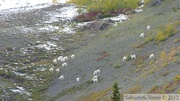 Ovis dalli, Dall sheeps, Mouflons de Dall, Sheep Mountain, Kluane Park, Yukon, Canada