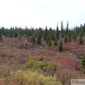 Auriol Trail, Kluane Park, Yukon, Canada