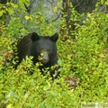 Ursus americanus, Ours noir, Kluane Park, Haines Highway, Yukon, Canada