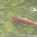 Oncorhynchus nerka, Sockeye salmon, saumon rouge, Klukshu river, Klukshu, Yukon, Canada