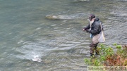 Pêcheur, Homo sapiens qui n'a pas peur des ours ! Chilkoot River, Haines, Alaska