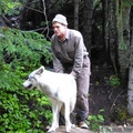 Canis lupus, wolf, loup, Kroschel Wildlife Center, Haines, alaska