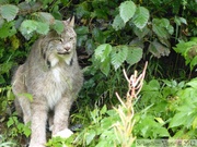 Lynx canadensis, Lynx du Canada, Kroschel Wildlife Center, Haines, alaska