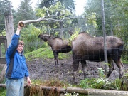 Alces alces, moose, élans femelles, Kroschel Wildlife Center, Haines, alaska