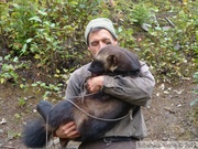Gulo gulo, Glouton, Wolverine, Kroschel Wildlife Center, Haines, alaska