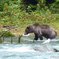 Ursus arctos horribilis, grizzli, Chilkoot River, Haines, Alaska
