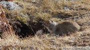 Spermophilus parryii, Arctic ground squirrel, Ecureuil terrestre arctique, Fish Lake, Whitehorse, Yukon, Canada