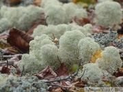 Lichens, AB mountain, Skagway, Alaska